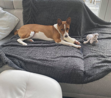 Miot/Litter A (Goldi i Malik)