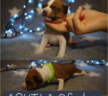 Miot/Litter A (Goldi i Malik)